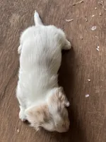 Febe, a female Miniature Dachshund for sale in Cave Junction, OR – Photo 2 of 4