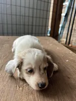 Febe, a female Miniature Dachshund for sale in Cave Junction, OR – Photo 3 of 4