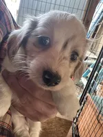 Febe, a female Miniature Dachshund for sale in Cave Junction, OR – Photo 1 of 4