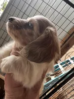 Febe, a female Miniature Dachshund for sale in Cave Junction, OR – Photo 4 of 4