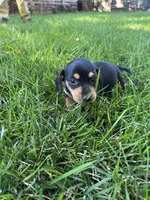 Kobe, a male Dachshund for sale in Cave Junction, OR – Photo 2 of 8