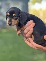 Kobe, a male Dachshund for sale in Cave Junction, OR – Photo 6 of 8