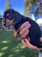 Kobe, a male Dachshund for sale in Cave Junction, OR – Photo 8 of 8