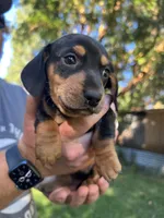 Kobe, a male Dachshund for sale in Cave Junction, OR – Photo 4 of 8