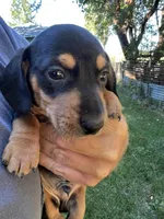 Kobe, a male Dachshund for sale in Cave Junction, OR – Photo 3 of 8