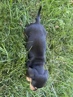 Kobe, a male Dachshund for sale in Cave Junction, OR – Photo 5 of 8