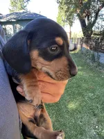 Kobe, a male Dachshund for sale in Cave Junction, OR – Photo 7 of 8