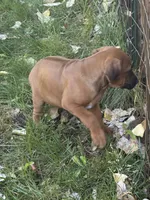 Kane, a male Rhodesian Ridgeback for sale in Cave Junction, OR – 5 of 6