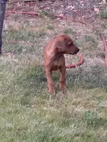 Tanner, a male Rhodesian Ridgeback for sale in Cave Junction, OR – Photo 4 of 8