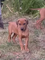 Tanner, a male Rhodesian Ridgeback for sale in Cave Junction, OR – Photo 6 of 8