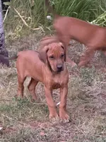 Tanner, a male Rhodesian Ridgeback for sale in Cave Junction, OR – Photo 1 of 8
