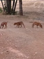 Tanner, a male Rhodesian Ridgeback for sale in Cave Junction, OR – Photo 2 of 8