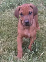 Tanner, a male Rhodesian Ridgeback for sale in Cave Junction, OR – Photo 3 of 8