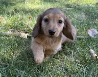 Ginger, a female Miniature Dachshund for sale in Cave Junction, OR – 1 of 6