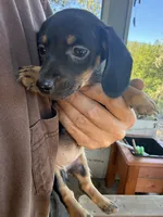 Penny, a female Miniature Dachshund for sale in Cave Junction, OR – 2 of 5