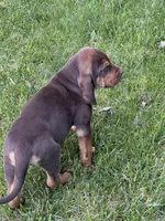 Belle, a female Bloodhound for sale in Cave Junction, OR – Photo 4 of 5