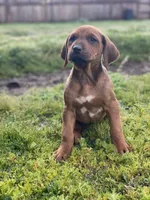 Trinity , a female Rhodesian Ridgeback for sale in Cave Junction, OR – 8 of 10