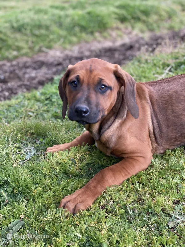 Trinity  – Rhodesian Ridgeback puppy for sale in Cave Junction, OR