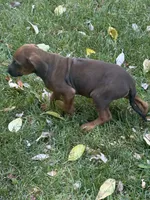 Macy, a female Rhodesian Ridgeback for sale in Cave Junction, OR – 3 of 7