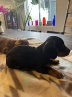 Roxy, a female Miniature Dachshund for sale in Cave Junction, OR – Photo 4 of 7