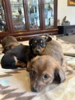 Roxy, a female Miniature Dachshund for sale in Cave Junction, OR – Photo 3 of 7