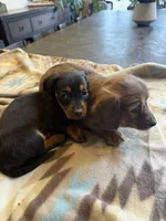 Roxy, a female Miniature Dachshund for sale in Cave Junction, OR – Photo 5 of 7