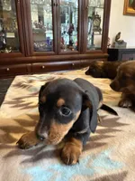 Roxy, a female Miniature Dachshund for sale in Cave Junction, OR – Photo 1 of 7