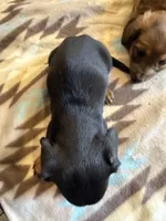 Roxy, a female Miniature Dachshund for sale in Cave Junction, OR – Photo 7 of 7