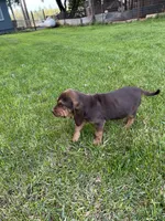 Belle, a female Bloodhound for sale in Cave Junction, OR – Photo 3 of 5