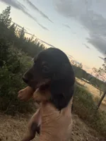 Scooter, a male Miniature Dachshund for sale in Cave Junction, OR – 6 of 6