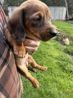 Ash, a male Miniature Dachshund for sale in Cave Junction, OR – Photo 3 of 8