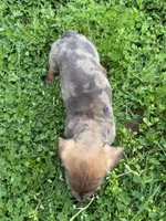 Ash, a male Miniature Dachshund for sale in Cave Junction, OR – Photo 4 of 8