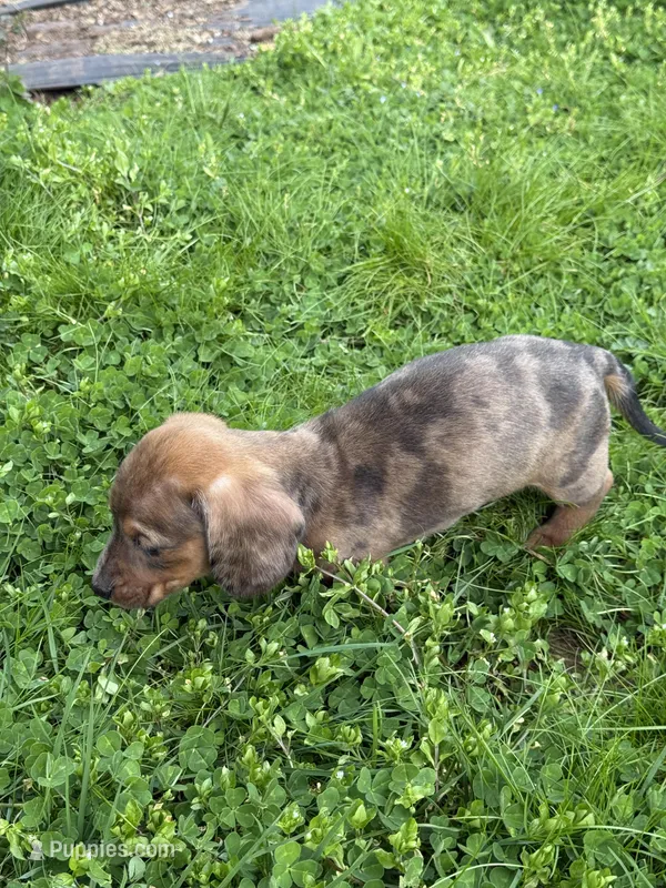 Ash – Miniature Dachshund puppy for sale in Cave Junction, OR