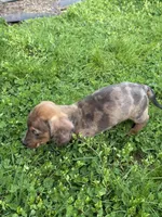 Ash, a male Miniature Dachshund for sale in Cave Junction, OR – Photo 1 of 8