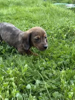 Ash, a male Miniature Dachshund for sale in Cave Junction, OR – Photo 8 of 8