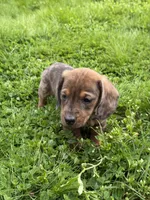 Ash, a male Miniature Dachshund for sale in Cave Junction, OR – Photo 5 of 8