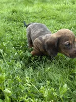 Ash, a male Miniature Dachshund for sale in Cave Junction, OR – Photo 6 of 8