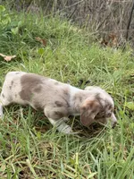 Jax, a male Miniature Dachshund for sale in Cave Junction, OR – Photo 4 of 6