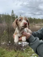 Jax, a male Miniature Dachshund for sale in Cave Junction, OR – Photo 2 of 6