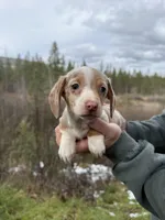 Jax, a male Miniature Dachshund for sale in Cave Junction, OR – Photo 1 of 6