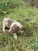 Jax, a male Miniature Dachshund for sale in Cave Junction, OR – Photo 5 of 6