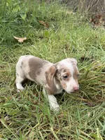 Jax, a male Miniature Dachshund for sale in Cave Junction, OR – Photo 3 of 6
