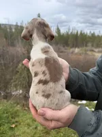 Jax, a male Miniature Dachshund for sale in Cave Junction, OR – Photo 6 of 6