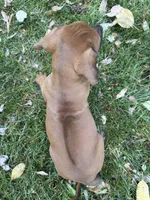 Kane, a male Rhodesian Ridgeback for sale in Cave Junction, OR – 6 of 6