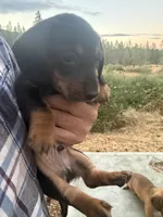 Scooter, a male Miniature Dachshund for sale in Cave Junction, OR – 1 of 6