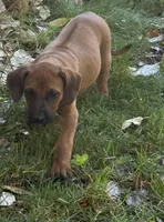 Kane, a male Rhodesian Ridgeback for sale in Cave Junction, OR – 3 of 6