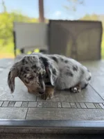 Scooter, a male Miniature Dachshund for sale in Cave Junction, OR – Photo 6 of 9