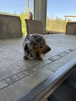 Scooter, a male Miniature Dachshund for sale in Cave Junction, OR – Photo 9 of 9