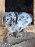 Scooter, a male Miniature Dachshund for sale in Cave Junction, OR – Photo 2 of 9