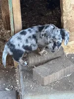 Scooter, a male Miniature Dachshund for sale in Cave Junction, OR – Photo 5 of 9